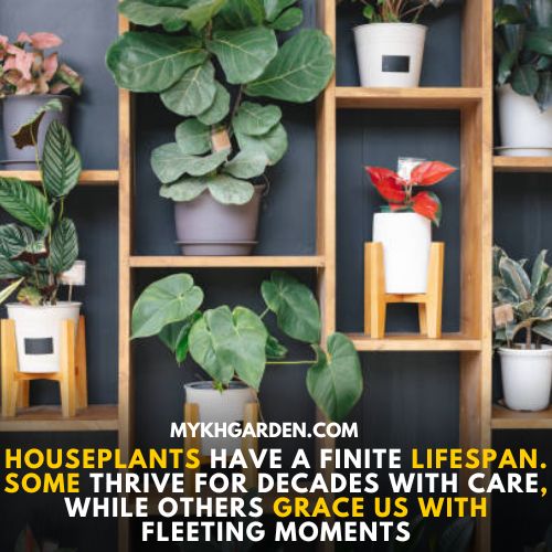 Can houseplants live forever?