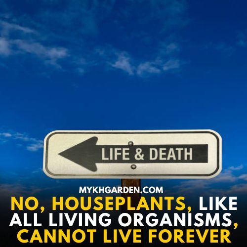 Can houseplants live forever